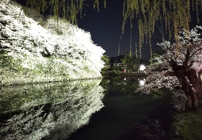 お濠の桜のライトアップ