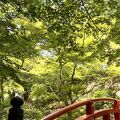 5月の北野天満宮は青もみじと修学旅行生の大軍団