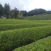 茶畑の風景