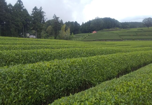 茶畑の風景