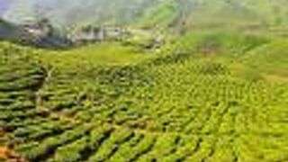 ボー・ティーの茶園