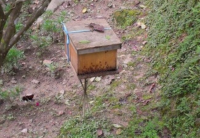 イー フェン グ養蜂場