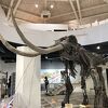 世界の鉱石や鉱物、化石を展示