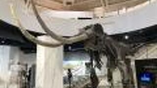 世界の鉱石や鉱物、化石を展示