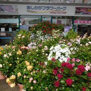 5月はバラなどの花々が綺麗でした