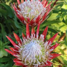 キングプロテアの花