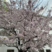 桜と花壇に癒される