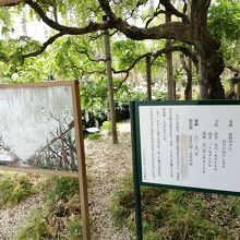 有名な藤棚です。