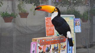 鳥好きの楽園