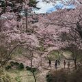 ゴージャスな花吹雪