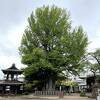 飛騨国分寺の大イチョウ