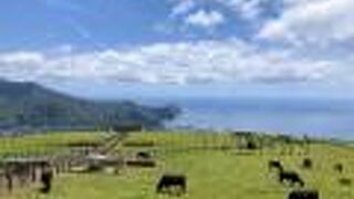 八丈富士にある牧場