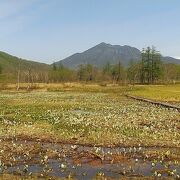 どこよりも水芭蕉が咲いていました