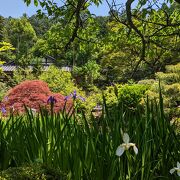 秋から春まで、咲き続ける桜があり、3月ころまでは綺麗だったようです。次回は是非桜の季節にと思います。