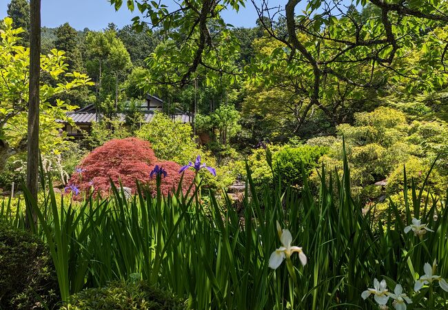 秋から春まで、咲き続ける桜があり、3月ころまでは綺麗だったようです。次回は是非桜の季節にと思います。