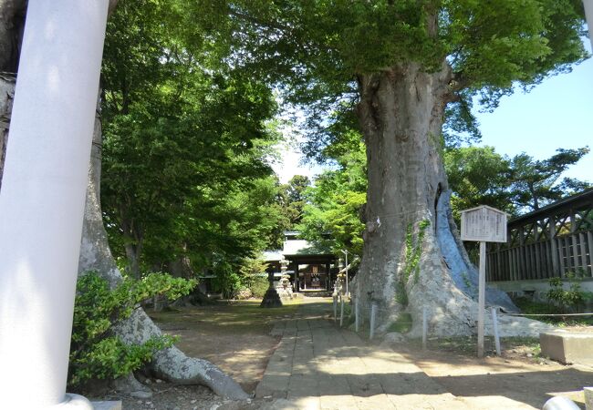 古木がすごい