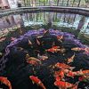 Museum where you can learn about the history and the efforts of people of Nishikigoi