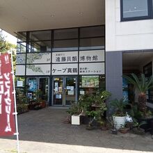 真鶴町立遠藤貝類博物館