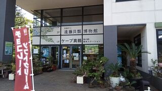 真鶴町立遠藤貝類博物館