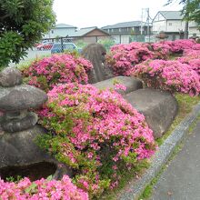 個人から寄贈されたミニ庭園