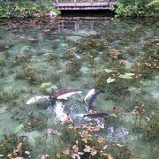 名もなき池（通称：モネの池） - せきのまど