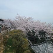 素晴らしい桜でした