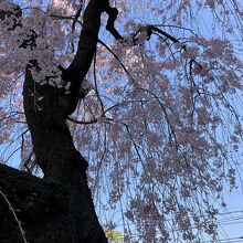 入り口対面にある枝垂れ桜