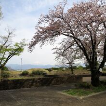 ４月は富士山と桜が見れました