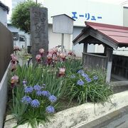 中原街道の一里塚には榎は無く、花が植えられています　