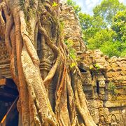 タソム寺院の木が切られました。この遺跡の観光客が少ないです。