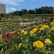 Attractive rose garden that makes the most of the terrain