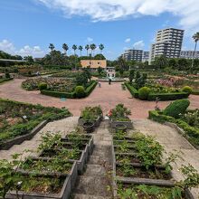 谷津バラ園 / Yatsu Rose Garden