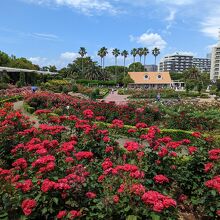 谷津バラ園 / Yatsu Rose Garden