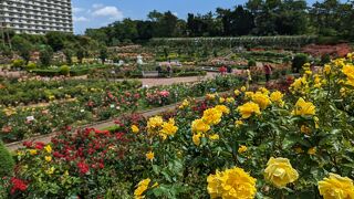 Attractive rose garden that makes the most of the terrain