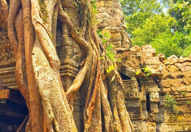 タソム寺院の木が切られました。この遺跡の観光客が少ないです。