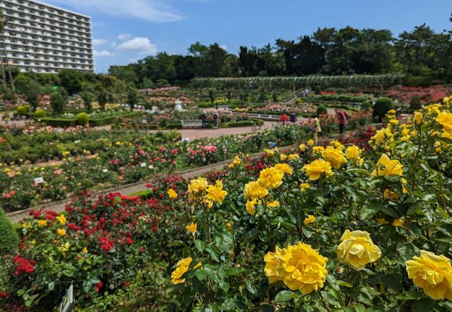 習志野市谷津バラ園