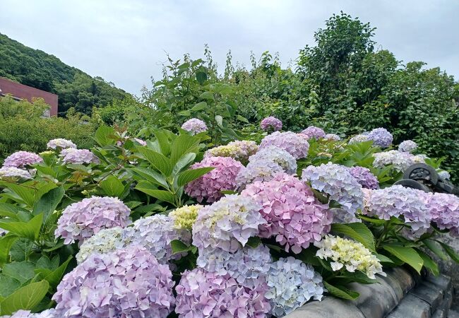 2023年6月5日で紫陽花が綺麗でした。