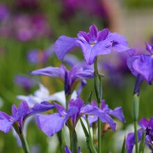 紫外線の多い季節は紫の花がたくさん咲くのだとか