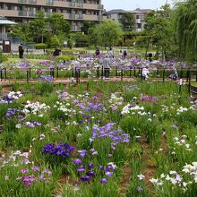 ちょっとした高台から園内全体を見渡します