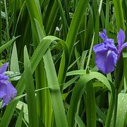 雨の日は「神苑」が最高です。やはり植物には雨が良く似合い、生き生きとしています。