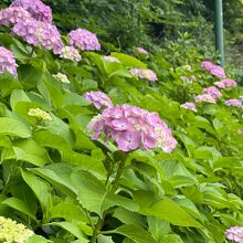 浜町公園の紫陽花