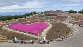 茶臼山芝桜の丘