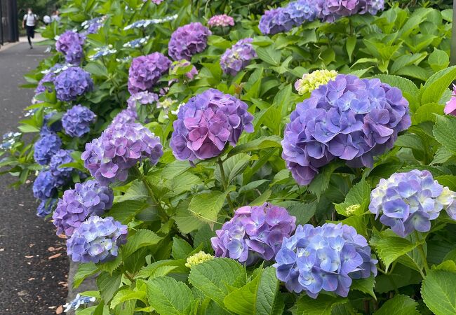 紫陽花が咲いています。