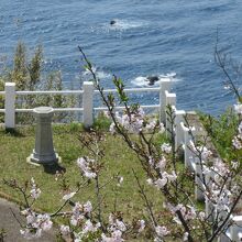 室戸岬と桜の花