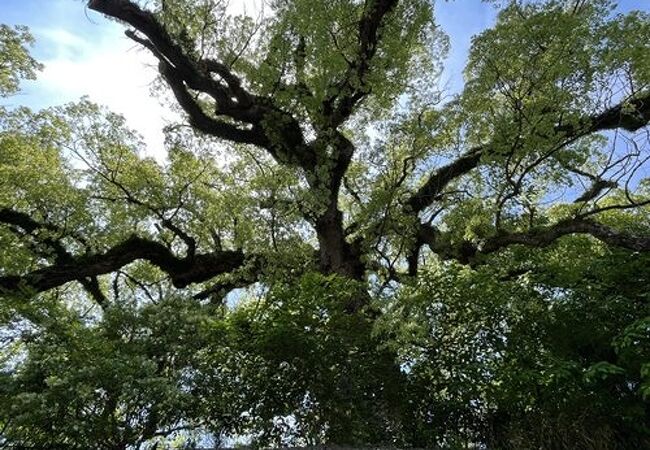 【大楠】空襲で被災しながら生き抜いてきた巨木