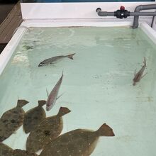 水族館のようです。