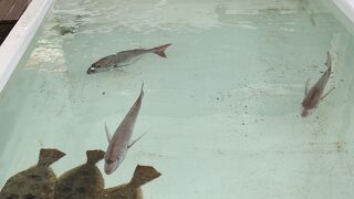 北灘漁業組合 さかな市