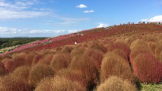 国営ひたち海浜公園
