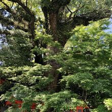 立派なクスノキ