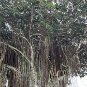 大きなバニアンツリーと雰囲気なある東屋があります